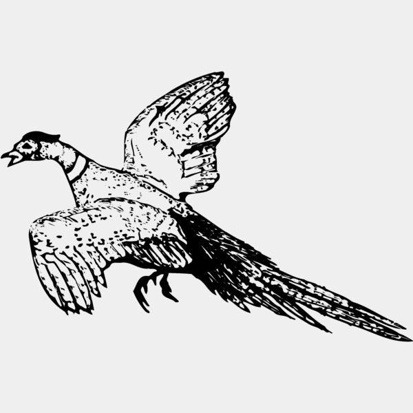 BIRD076 Thumbnail