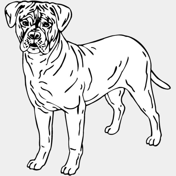 bullmastiff 01 Thumbnail