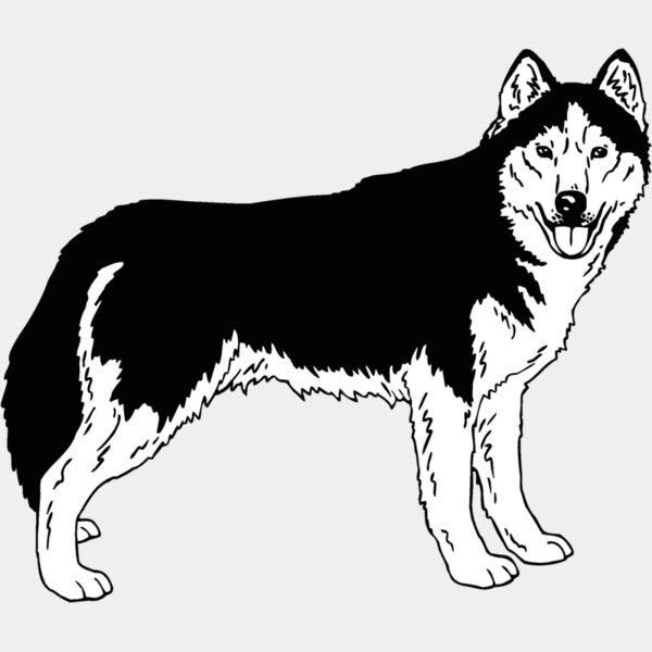 siberian husky 01 Thumbnail