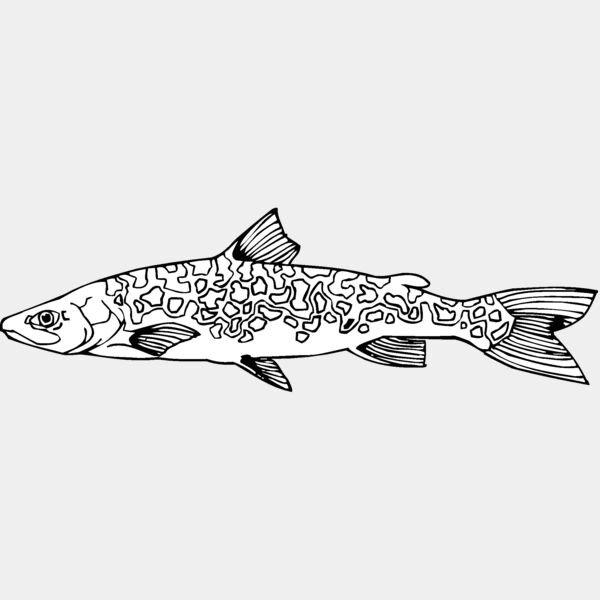 lake trout Thumbnail