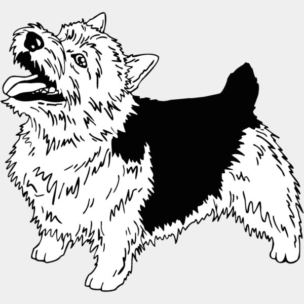 norwich terrier 01 Thumbnail