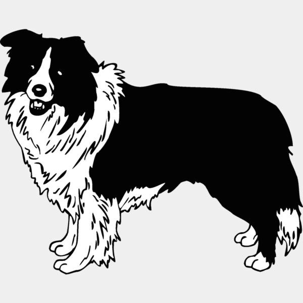 border collie Thumbnail