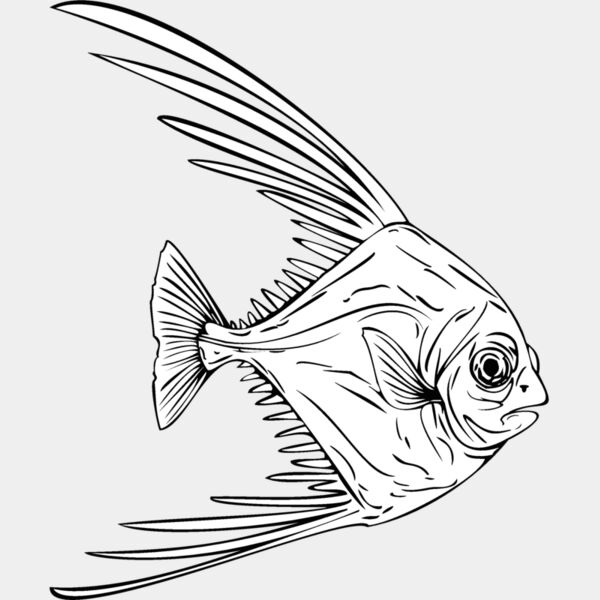 african pompano Thumbnail