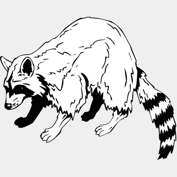 racoon Thumbnail
