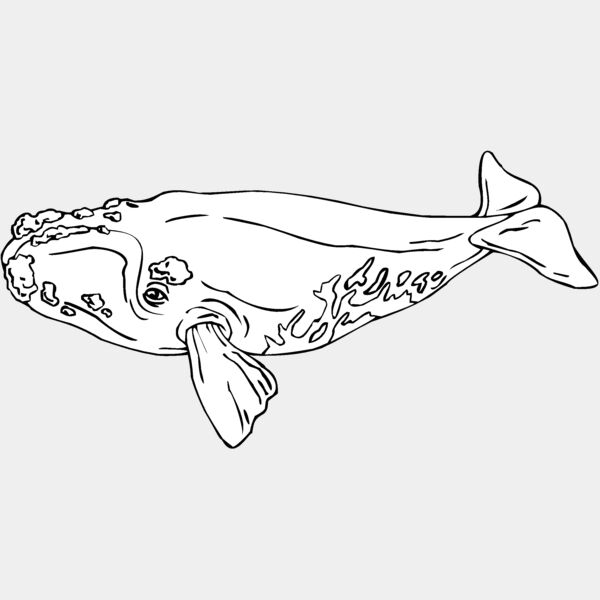 baleen whale Thumbnail