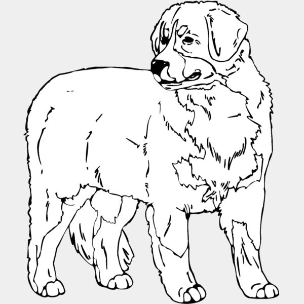 bernese mountain dog Thumbnail