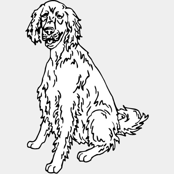 english setter Thumbnail