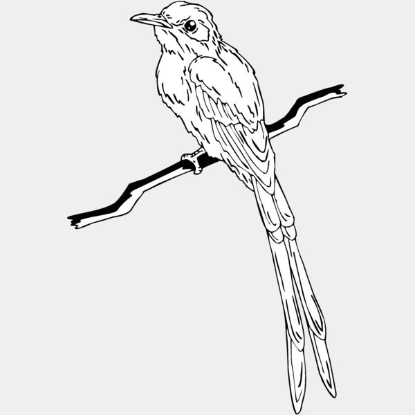 flycatcher Thumbnail