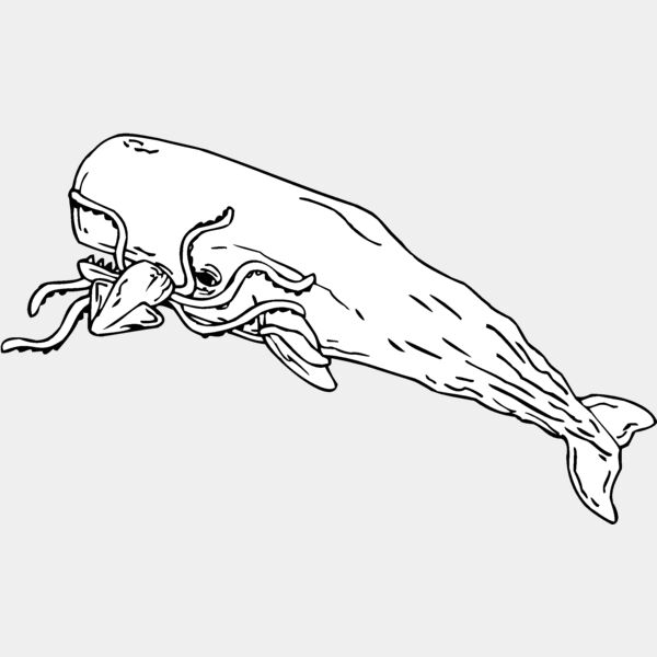 sperm whale Thumbnail