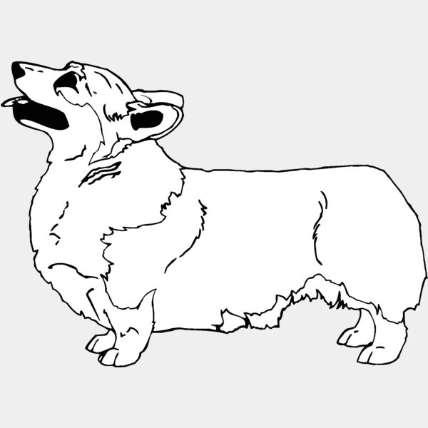 pembroke welsh corgi Thumbnail