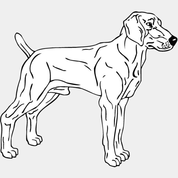 weimaraner Thumbnail