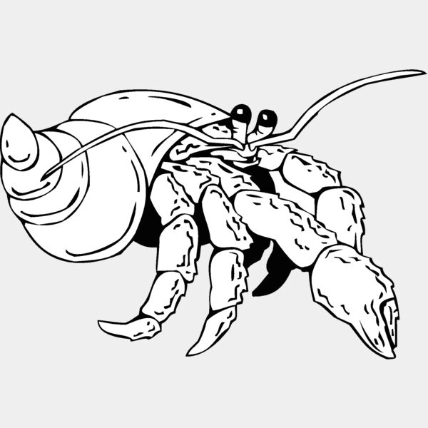 hermit crab 2 Thumbnail