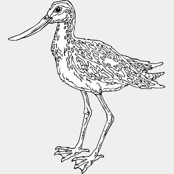 godwit Thumbnail