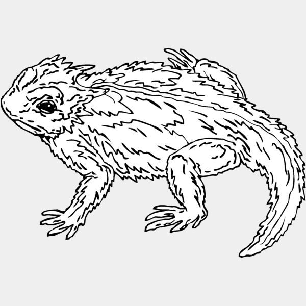 horned toad Thumbnail