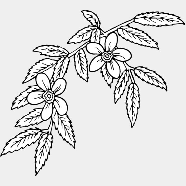 rosa glauca Thumbnail