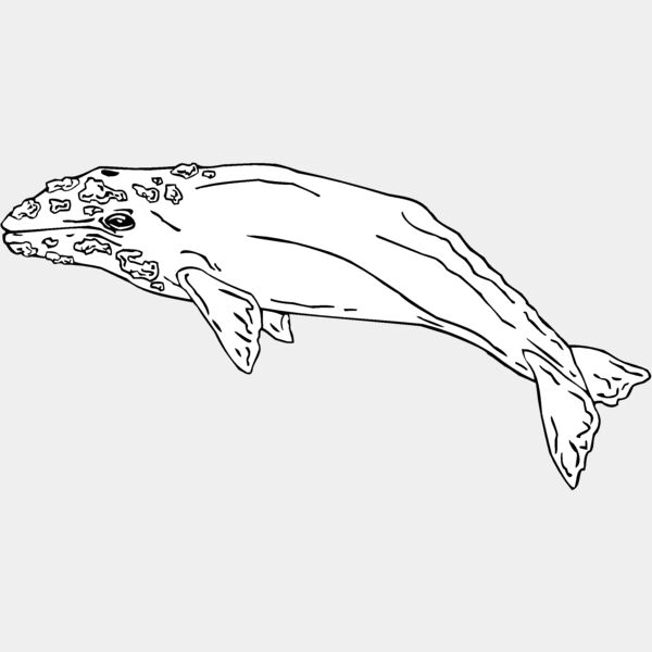 graywhale Thumbnail