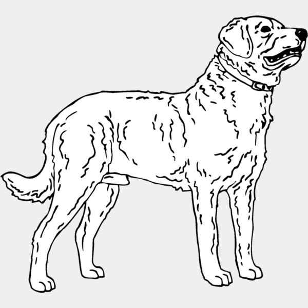 chesapeake bay retriever Thumbnail