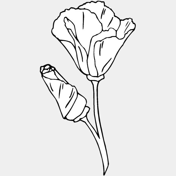 california poppy Thumbnail