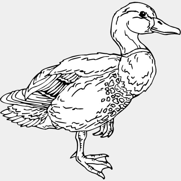 mallard duck Thumbnail