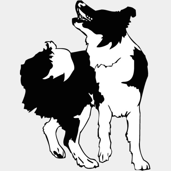 border collie Thumbnail