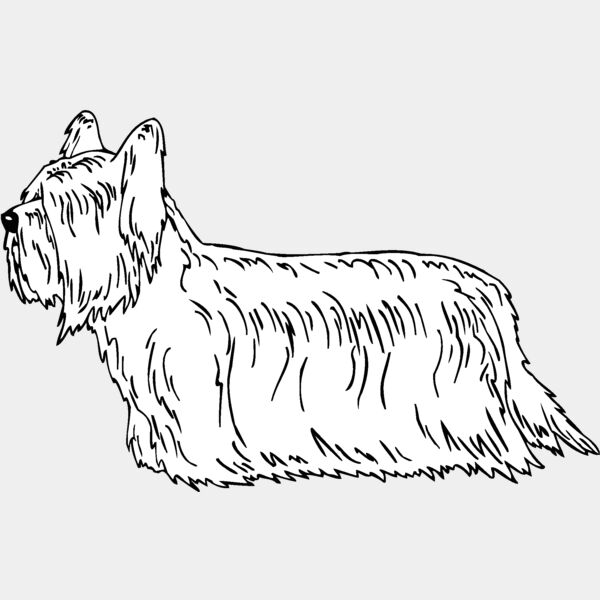 skye terrier Thumbnail