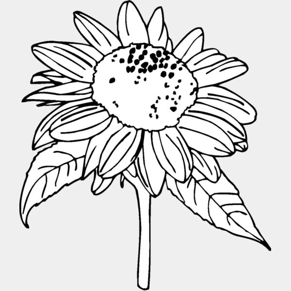 sunflower Thumbnail