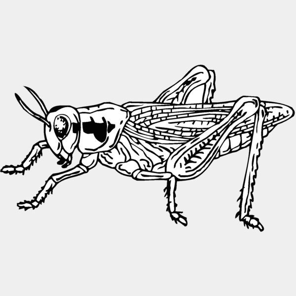 grasshopper Thumbnail