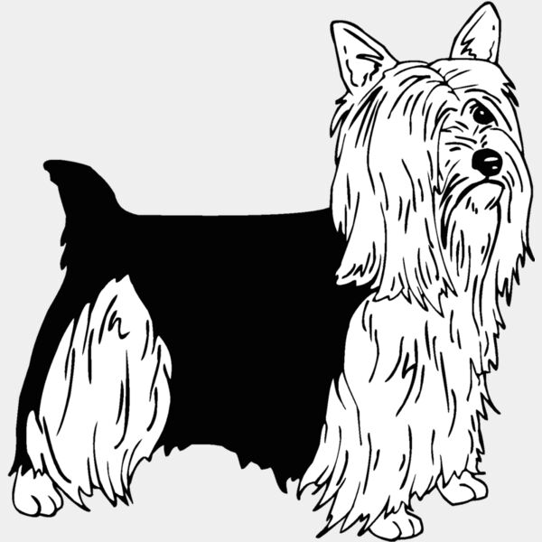 silky terrier Thumbnail