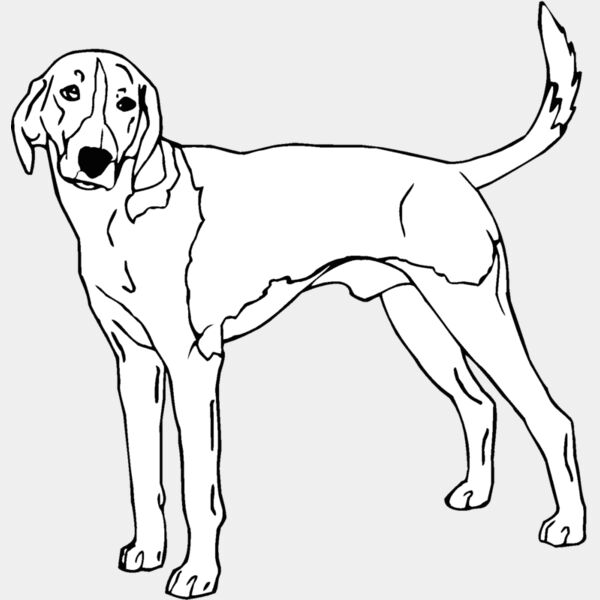 american foxhound Thumbnail