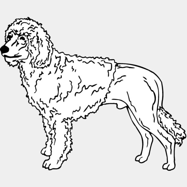 portuguese water dog Thumbnail