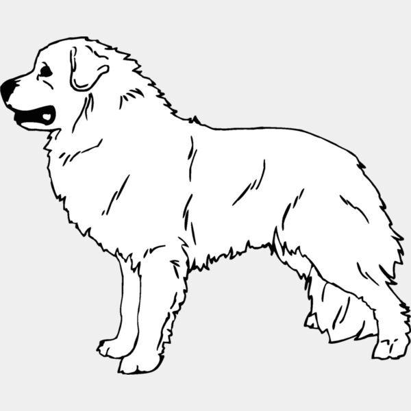 great pyrenees Thumbnail