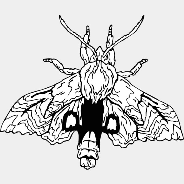 moth Thumbnail
