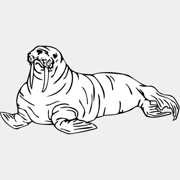 walrus Thumbnail
