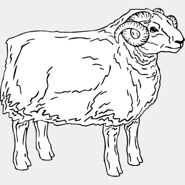 sheep5 Thumbnail