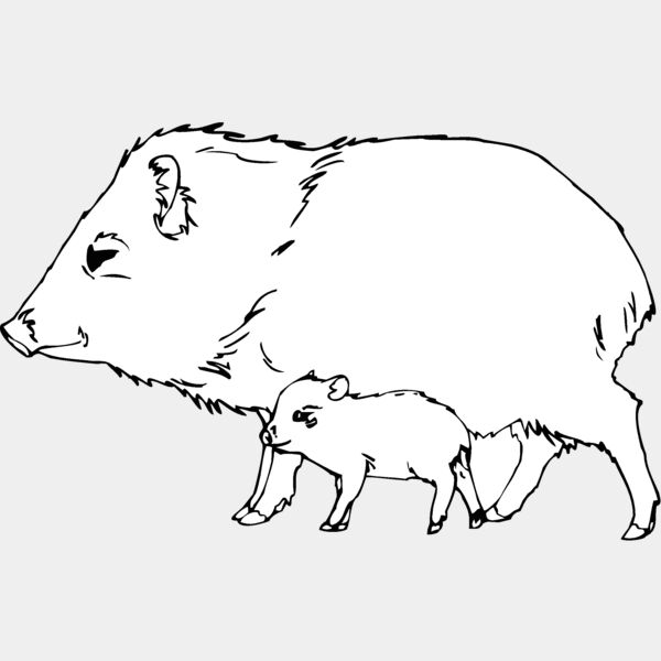 collaredpeccary Thumbnail
