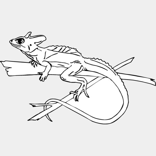 green banded lizard Thumbnail