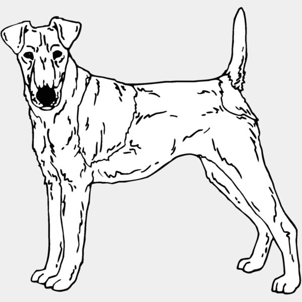 fox terrier Thumbnail