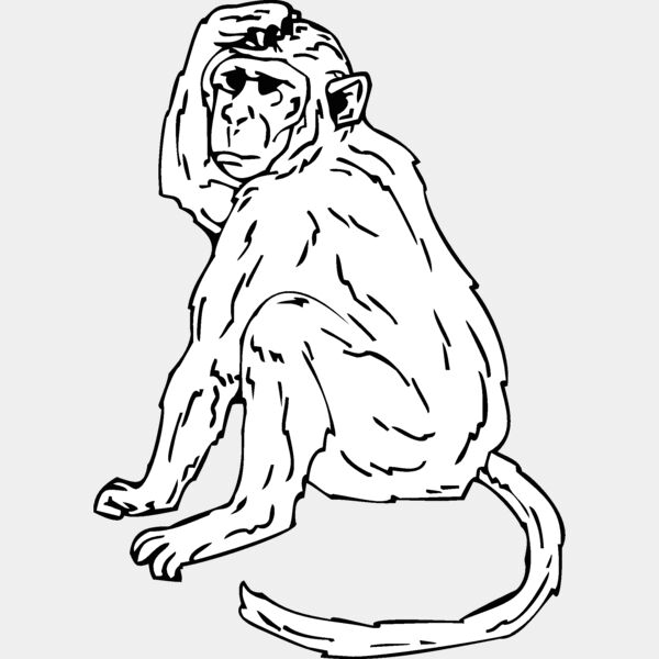 rhesusmonkey Thumbnail