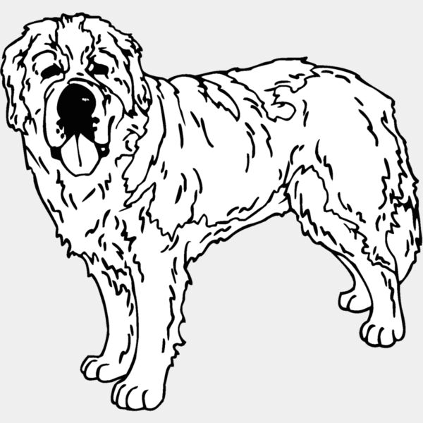 saint bernard Thumbnail