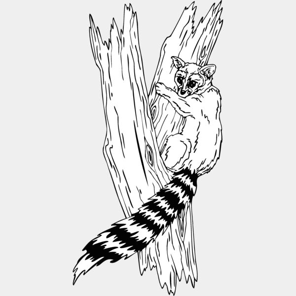 ringtaillemur Thumbnail