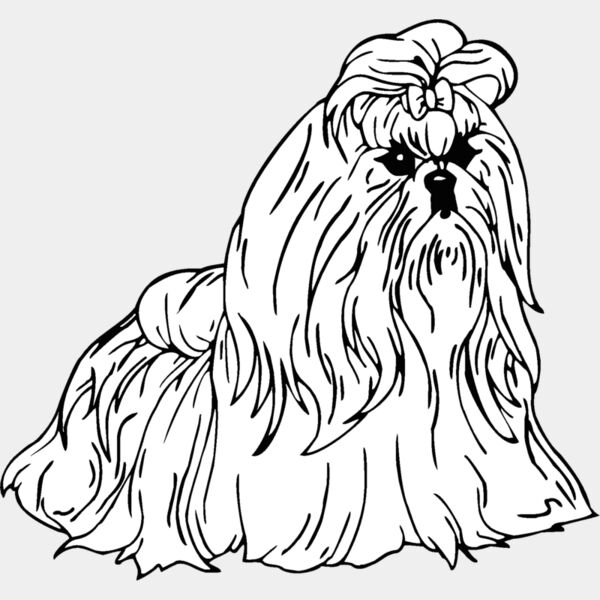 shih tzu Thumbnail
