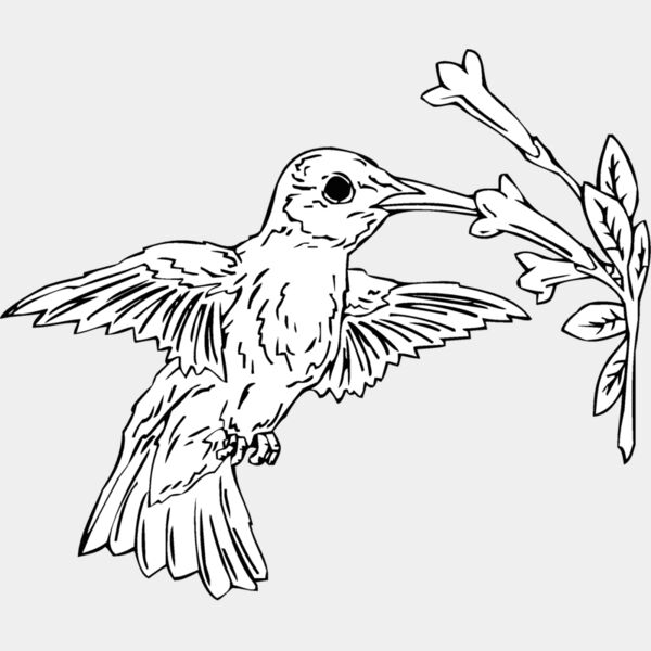 hummingbird2 Thumbnail