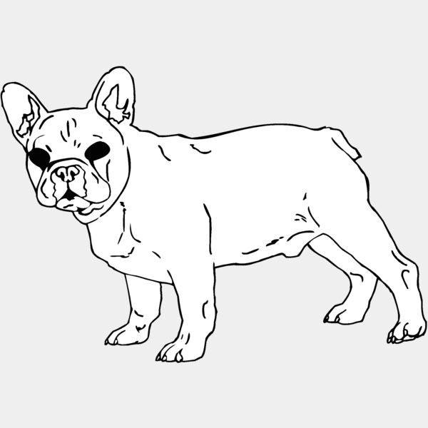 french bulldog Thumbnail