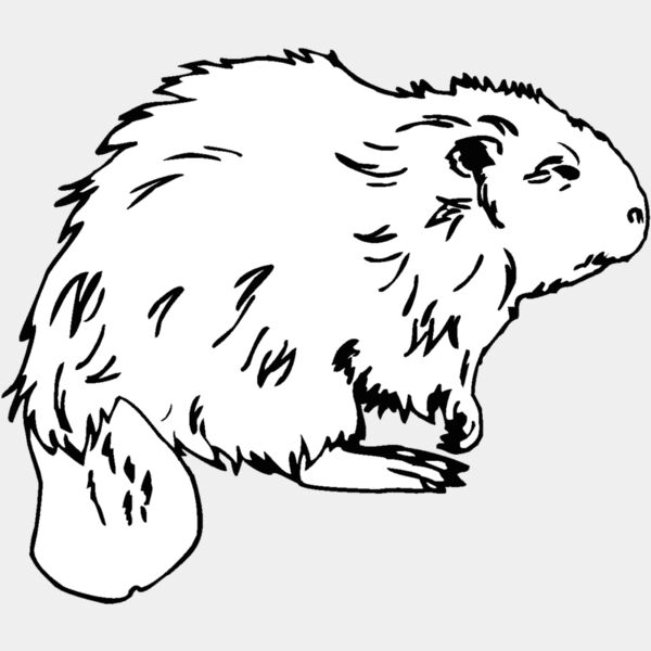 beaver1 Thumbnail