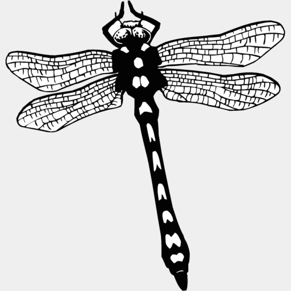 dragonfly Thumbnail
